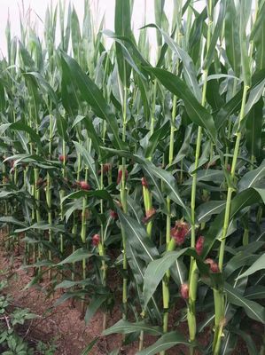 河北省第五十二次审定通过主要农作物品种名单公布 助力农业生产提质增效