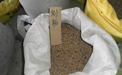 红油香椿种子 开启“树上蔬菜”的种植之旅