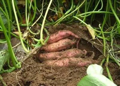 非主要农作物种子登记新规解读 5月1日起29种作物必须登记