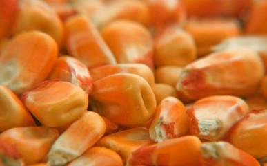 农作物种子选购全攻略 科学选种，丰收保障