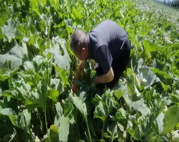 为丰收护航 农牧业技术推广中心深入制种基地检查，筑牢现代农业根基