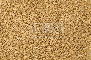 种子 农业的基石与未来的希望