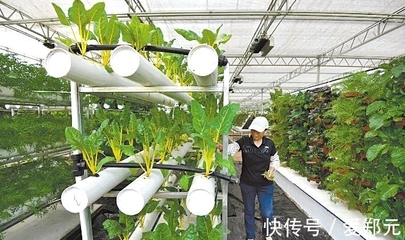 太空种子 神舟十二号的特殊“乘客”，为农业插上科技翅膀