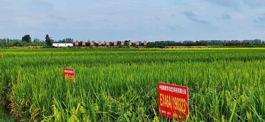 湖北省新增29个国家和省级农作物展示评价基地，筑牢现代种业发展根基