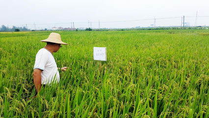 携手并进，共创未来 网总管与禾佳源农业共建特用型农作物种子新篇章
