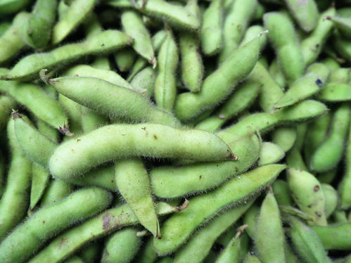 农村大嫂巧种优质蔬菜，年收两茬创收高，亩收益达1.2万元