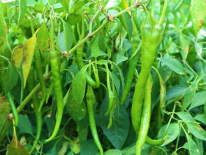 6亩收入54000元，被老乡称作“摇钱树”的种子，到底种啥这么赚钱？