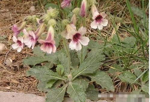昔日田间寻常物，今朝海外黄金种——那些身价倍增的乡土作物传奇