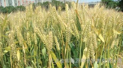 农作物种子轮选518小麦种子 购买渠道与市场价格指南