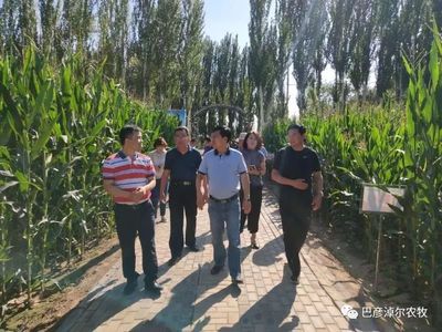 全国农业技术推广中心和自治区种子管理站领导检查指导巴彦淖尔市 农作物新品种展示及跟踪评价园区工作