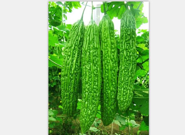 【荷兰粉霸番茄种子\西红柿种子|进口番茄种子】价格,厂家,农作物种子种苗-搜了网